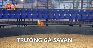 Giới thiệu đôi nét về trường gà Savan lừng danh